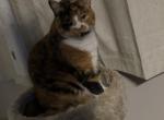 Yoko - Domestic Cat For Adoption - Waconia&comma; MN&comma; US
