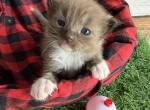 Meeko Fishing Litter - Ragdoll Kitten For Sale - FL&comma; US