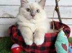 Gelato - Ragdoll Kitten For Sale - FL&comma; US