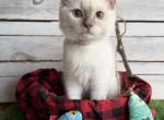 Slushie - Ragdoll Kitten For Sale - FL&comma; US