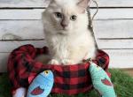 Bomb Pop - Ragdoll Kitten For Sale - FL&comma; US