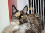 Milashka - Maine Coon Cat For Sale - Brooklyn&comma; NY&comma; US