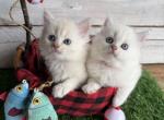 Miso Fall litter - Persian Kitten For Sale - FL&comma; US