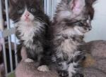 Oxy - Maine Coon Kitten For Sale - Brooklyn&comma; NY&comma; US