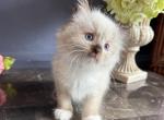 Mink - Ragdoll Kitten For Sale - Knoxville&comma; IA&comma; US