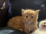 Marmaduke - Persian Kitten For Sale - West Branch&comma; MI&comma; US