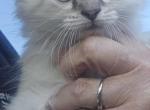Siberians - Siberian Kitten For Sale - Deer Park&comma; IL&comma; US