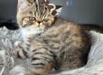 Princess Honey - Exotic Kitten For Sale - Arlington Heights&comma; IL&comma; US
