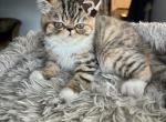 Princess Honey - Exotic Kitten For Sale - Arlington Heights&comma; IL&comma; US