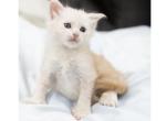 Leo - Maine Coon Kitten For Sale - Spokane&comma; WA&comma; US