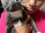 Blu - Russian Blue Cat For Adoption - NY&comma; US