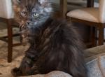 Blue Smoke with White Maine Coon Kittens - Maine Coon Kitten For Sale - 