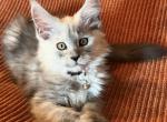 Opal Light Blue Smoke - Maine Coon Kitten For Sale - North Las Vegas&comma; NV&comma; US