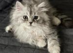 Mars - British Shorthair Kitten For Sale - Rockford&comma; IL&comma; US