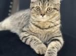 Sofia - British Shorthair Kitten For Sale - Rockford&comma; IL&comma; US