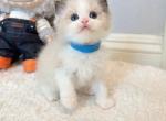 Marshmallow - Ragdoll Kitten For Sale - Fontana&comma; CA&comma; US
