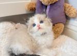 Remy - Ragdoll Kitten For Sale - Fontana&comma; CA&comma; US