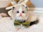 Beau - Ragdoll Kitten For Sale - Fontana&comma; CA&comma; US