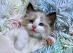 Loki Boy Ragdoll Kitten - Ragdoll Kitten For Sale - Valley Spgs&comma; CA&comma; US