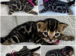 DaisysLitter - Bengal Kitten For Sale - Natchitoches&comma; LA&comma; US