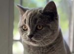 Ummi - British Shorthair Kitten For Sale - Brighton&comma; CO&comma; US