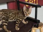 Majestic - Bengal Kitten For Sale - TN&comma; US