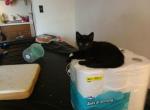 Biggie and Junior - Domestic Kitten For Sale - 