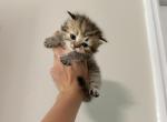 Scottish Straight Golden Shaded Gir - Scottish Straight Kitten For Sale - Orlando&comma; FL&comma; US