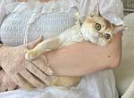 Felix - Scottish Straight Kitten For Sale - 