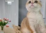 Dolores - Scottish Fold Kitten For Sale - 