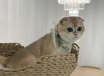 Buzz - Scottish Fold Kitten For Sale - Jacksonville&comma; FL&comma; US