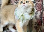 Winnie - Scottish Fold Kitten For Sale - Jacksonville&comma; FL&comma; US