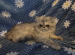 Litter A - Persian Kitten For Sale - Liberty&comma; TX&comma; US