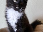 Space Litter - Maine Coon Kitten For Sale - Englewood&comma; FL&comma; US