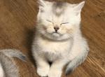 Whitey - British Shorthair Kitten For Sale - Pearland&comma; TX&comma; US