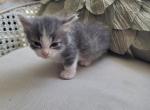 Louise - Munchkin Kitten For Sale - 