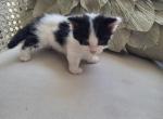 Lloyd - Munchkin Kitten For Sale - 