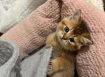 Advie - British Shorthair Kitten For Sale - Pearland&comma; TX&comma; US
