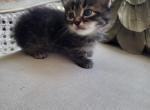 Lilah - Munchkin Kitten For Sale - Salem&comma; OR&comma; US