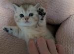 Piggie - British Shorthair Kitten For Sale - Pearland&comma; TX&comma; US