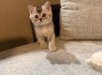 Brownie - British Shorthair Kitten For Sale - Pearland&comma; TX&comma; US