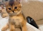 Mintie - British Shorthair Kitten For Sale - Pearland&comma; TX&comma; US