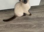 nico - Siamese Kitten For Sale - Barrington&comma; IL&comma; US