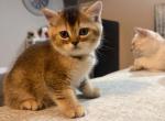 Gray - British Shorthair Kitten For Sale - Pearland&comma; TX&comma; US