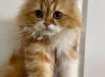 Combo - Persian Kitten For Sale - Richmond&comma; TX&comma; US