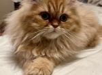 Little Z - Persian Kitten For Sale - Richmond&comma; TX&comma; US