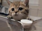 Tigris - British Shorthair Kitten For Sale - Pearland&comma; TX&comma; US