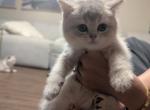 Donut - British Shorthair Kitten For Sale - Pearland&comma; TX&comma; US