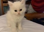Frozen Princess - Persian Kitten For Sale - Winnetka&comma; CA&comma; US