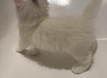 Dash - Persian Kitten For Sale - 